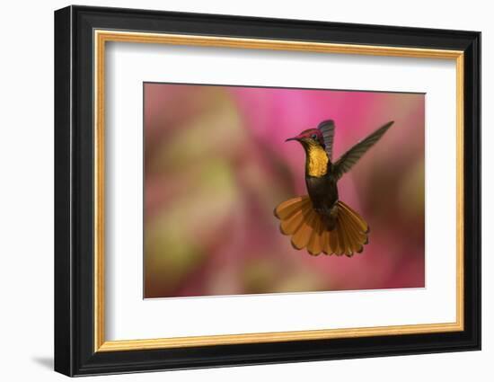 Ruby Topaz Hummingbird-Ken Archer-Framed Photographic Print