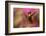 Ruby Topaz Hummingbird-Ken Archer-Framed Photographic Print