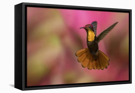 Ruby Topaz Hummingbird-Ken Archer-Framed Premier Image Canvas