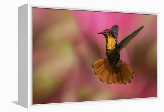 Ruby Topaz Hummingbird-Ken Archer-Framed Premier Image Canvas