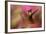 Ruby Topaz Hummingbird-Ken Archer-Framed Photographic Print