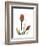 Ruby Tulip-Albert Koetsier-Framed Art Print