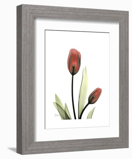 Ruby Tulip-Albert Koetsier-Framed Art Print