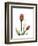 Ruby Tulip-Albert Koetsier-Framed Art Print