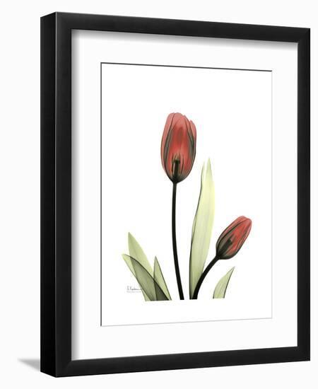 Ruby Tulip-Albert Koetsier-Framed Art Print