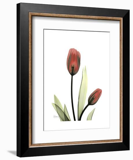 Ruby Tulip-Albert Koetsier-Framed Art Print