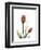 Ruby Tulip-Albert Koetsier-Framed Art Print