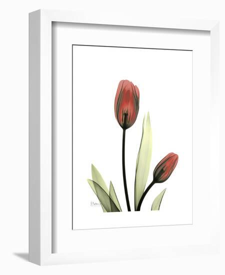 Ruby Tulip-Albert Koetsier-Framed Art Print