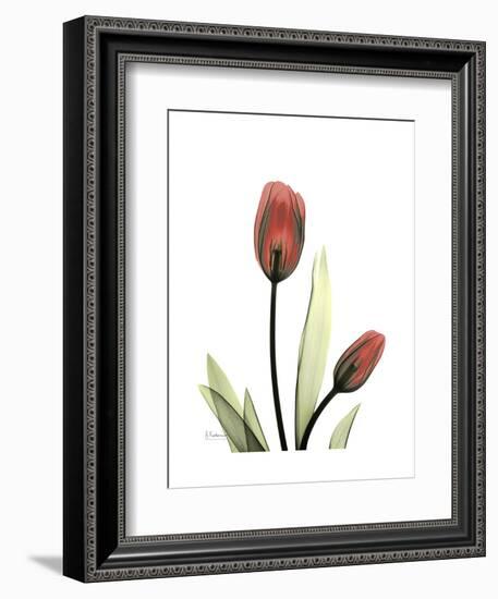 Ruby Tulip-Albert Koetsier-Framed Art Print