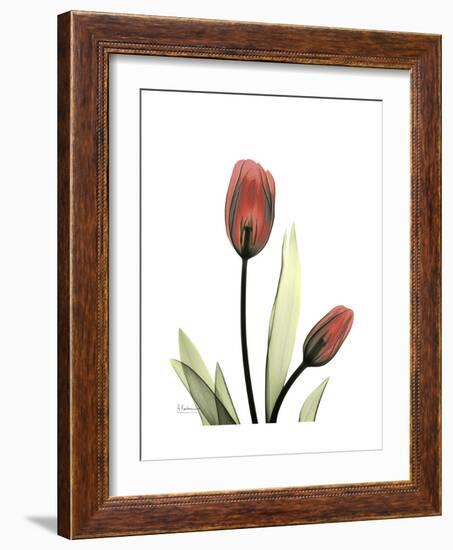 Ruby Tulip-Albert Koetsier-Framed Premium Giclee Print