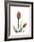 Ruby Tulip-Albert Koetsier-Framed Premium Giclee Print