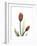 Ruby Tulip-Albert Koetsier-Framed Premium Giclee Print