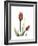 Ruby Tulip-Albert Koetsier-Framed Premium Giclee Print