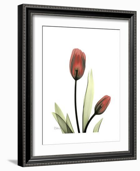 Ruby Tulip-Albert Koetsier-Framed Premium Giclee Print