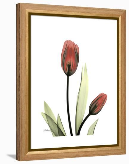 Ruby Tulip-Albert Koetsier-Framed Stretched Canvas