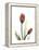 Ruby Tulip-Albert Koetsier-Framed Stretched Canvas