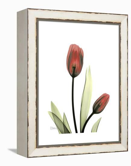 Ruby Tulip-Albert Koetsier-Framed Stretched Canvas