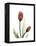 Ruby Tulip-Albert Koetsier-Framed Stretched Canvas