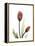 Ruby Tulip-Albert Koetsier-Framed Stretched Canvas