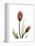Ruby Tulip-Albert Koetsier-Framed Stretched Canvas