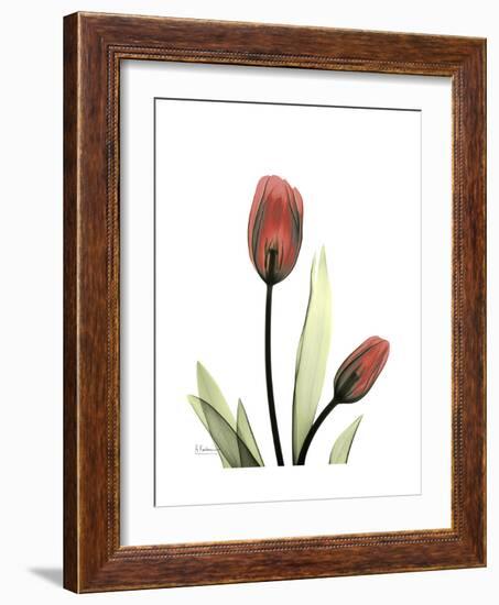 Ruby Tulip-Albert Koetsier-Framed Art Print