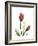 Ruby Tulip-Albert Koetsier-Framed Art Print