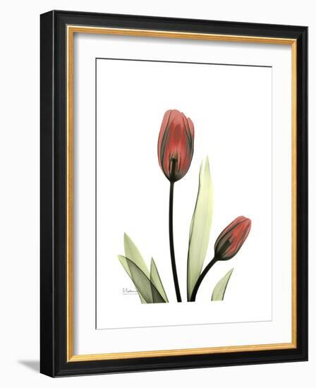 Ruby Tulip-Albert Koetsier-Framed Art Print