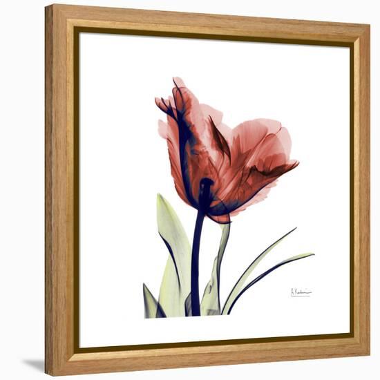 Ruby Tulip-Albert Koetsier-Framed Stretched Canvas