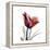 Ruby Tulip-Albert Koetsier-Framed Stretched Canvas