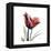 Ruby Tulip-Albert Koetsier-Framed Stretched Canvas