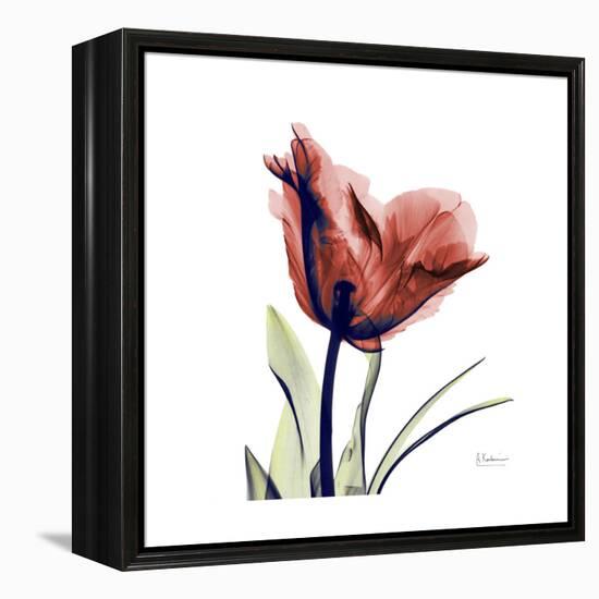 Ruby Tulip-Albert Koetsier-Framed Stretched Canvas