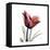 Ruby Tulip-Albert Koetsier-Framed Stretched Canvas