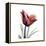 Ruby Tulip-Albert Koetsier-Framed Stretched Canvas