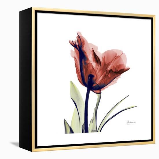 Ruby Tulip-Albert Koetsier-Framed Stretched Canvas