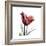 Ruby Tulip-Albert Koetsier-Framed Art Print