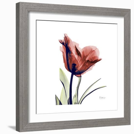 Ruby Tulip-Albert Koetsier-Framed Art Print