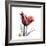 Ruby Tulip-Albert Koetsier-Framed Art Print