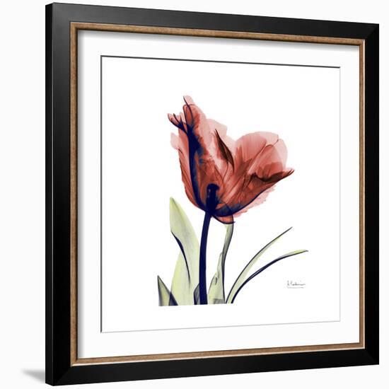 Ruby Tulip-Albert Koetsier-Framed Art Print