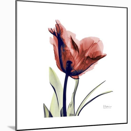 Ruby Tulip-Albert Koetsier-Mounted Art Print