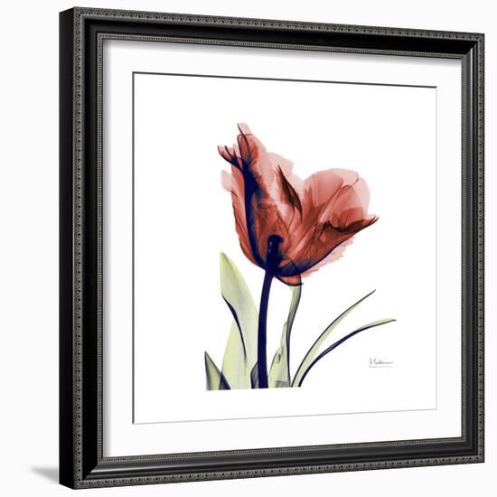 Ruby Tulip-Albert Koetsier-Framed Art Print