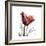 Ruby Tulip-Albert Koetsier-Framed Art Print