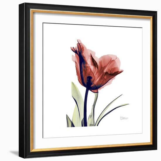 Ruby Tulip-Albert Koetsier-Framed Art Print