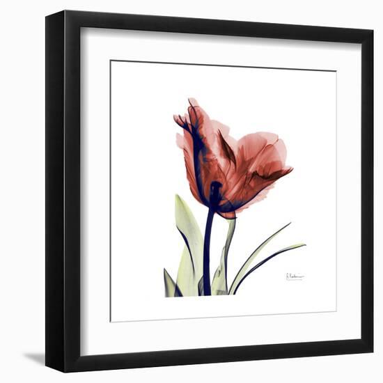 Ruby Tulip-Albert Koetsier-Framed Art Print