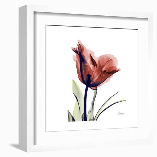 Ruby Tulip-Albert Koetsier-Framed Art Print