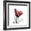 Ruby Tulip-Albert Koetsier-Framed Art Print