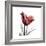 Ruby Tulip-Albert Koetsier-Framed Premium Giclee Print