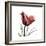 Ruby Tulip-Albert Koetsier-Framed Premium Giclee Print