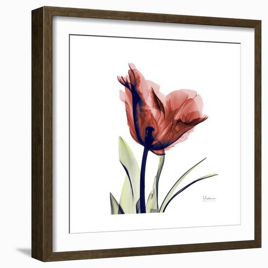 Ruby Tulip-Albert Koetsier-Framed Premium Giclee Print