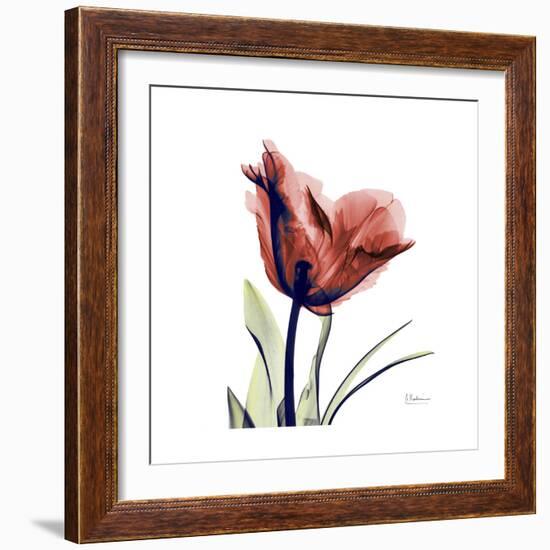 Ruby Tulip-Albert Koetsier-Framed Premium Giclee Print