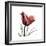 Ruby Tulip-Albert Koetsier-Framed Premium Giclee Print